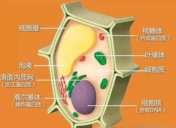 怎樣辨別一臺(tái)料理機(jī)是真破壁料理機(jī)？